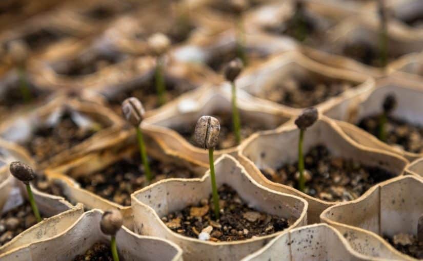 d8a8d8b0d988d8b1-d8a7d984d986d8a8d8a7d8aad8a7d8aa-d988-d8a7d984d981d8a7d983d987d987-825x510-2 بذور النباتات و الفاكهه