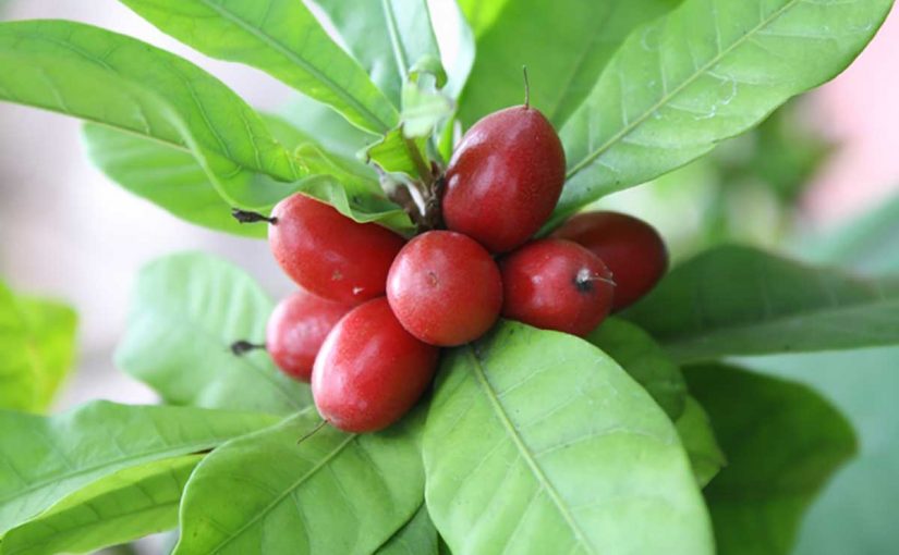 d8aad8acd8b1d8a8d8aad98a-d985d8b9-d8a7d984d8b3d8afd8b1-d984d984d8b4d8b9d8b1-825x510-2 تجربتي مع السدر للشعر