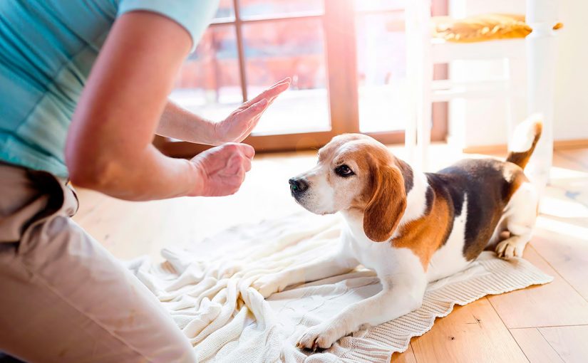 d8aad8afd8b1d98ad8a8-d8a7d984d983d984d8a7d8a8-d8a7d984d8b5d8bad98ad8b1d8a9-825x510-2 تدريب الكلاب الصغيرة