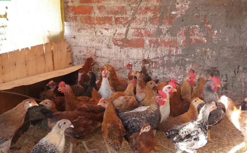 d8aad8b1d8a8d98ad8a9-d8a7d984d981d8b1d8a7d8ae-d8a7d984d8a8d984d8afd989-d8b9d985d8b1-d98ad988d985-825x510-2 تربية الفراخ البلدى عمر يوم