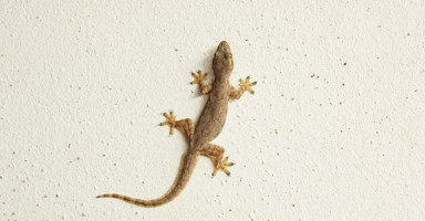 تفسير حلم أبو بريص في المنام