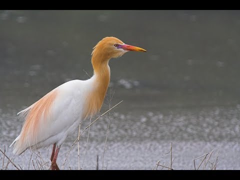 تفسير حلم ابو قردان في المنام