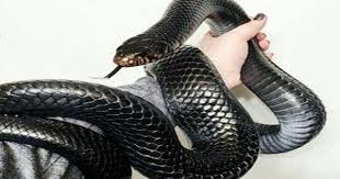 تفسير حلم الافعى السوداء