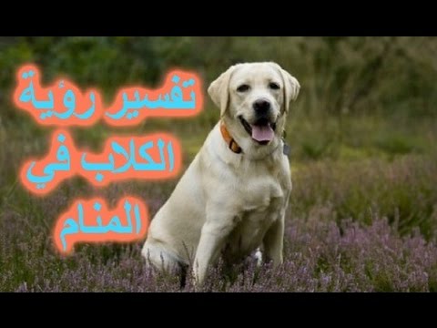 تفسير حلم الكلاب في المنام