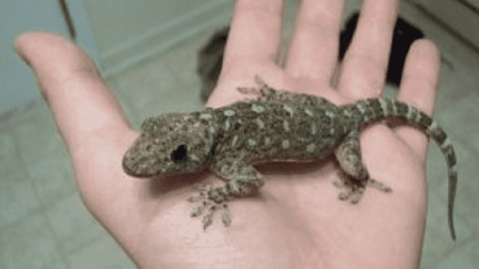 تفسير رؤية الوزغ في المنام لابن سيرين