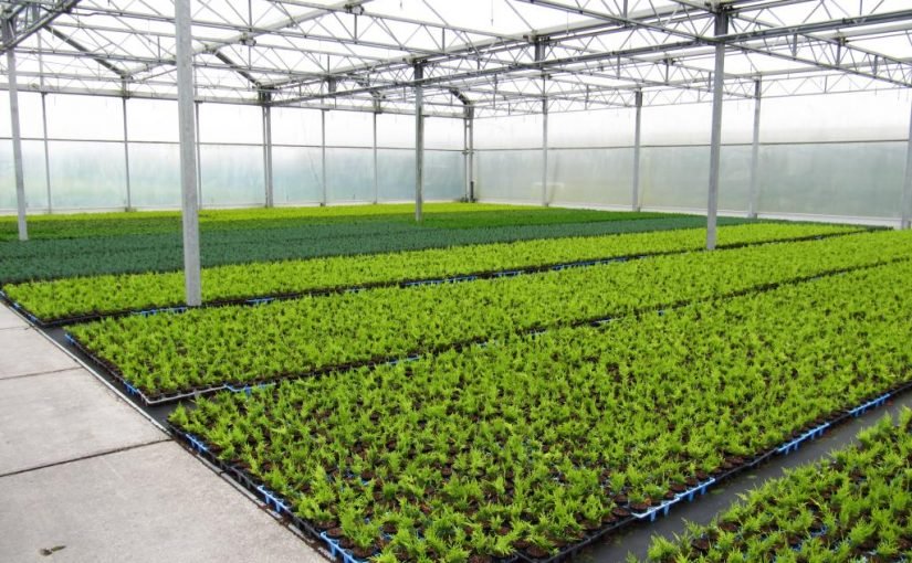 d8aad982d8b1d98ad8b1-d8b9d986-d8a7d984d8b2d8b1d8a7d8b9d8a9-d981d98a-d8a7d984d8a5d985d8a7d8b1d8a7d8aa-825x510-2 تقرير عن الزراعة في الإمارات