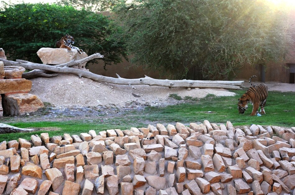 حديقة الحيوان بالرياض حديقة الحيوان بالرياض