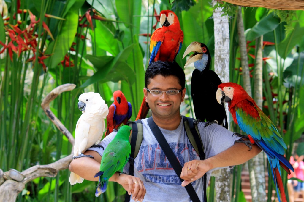 - حديقة الطيور بالي Bali Bird Park حديقة الطيور بالي Bali Bird Park