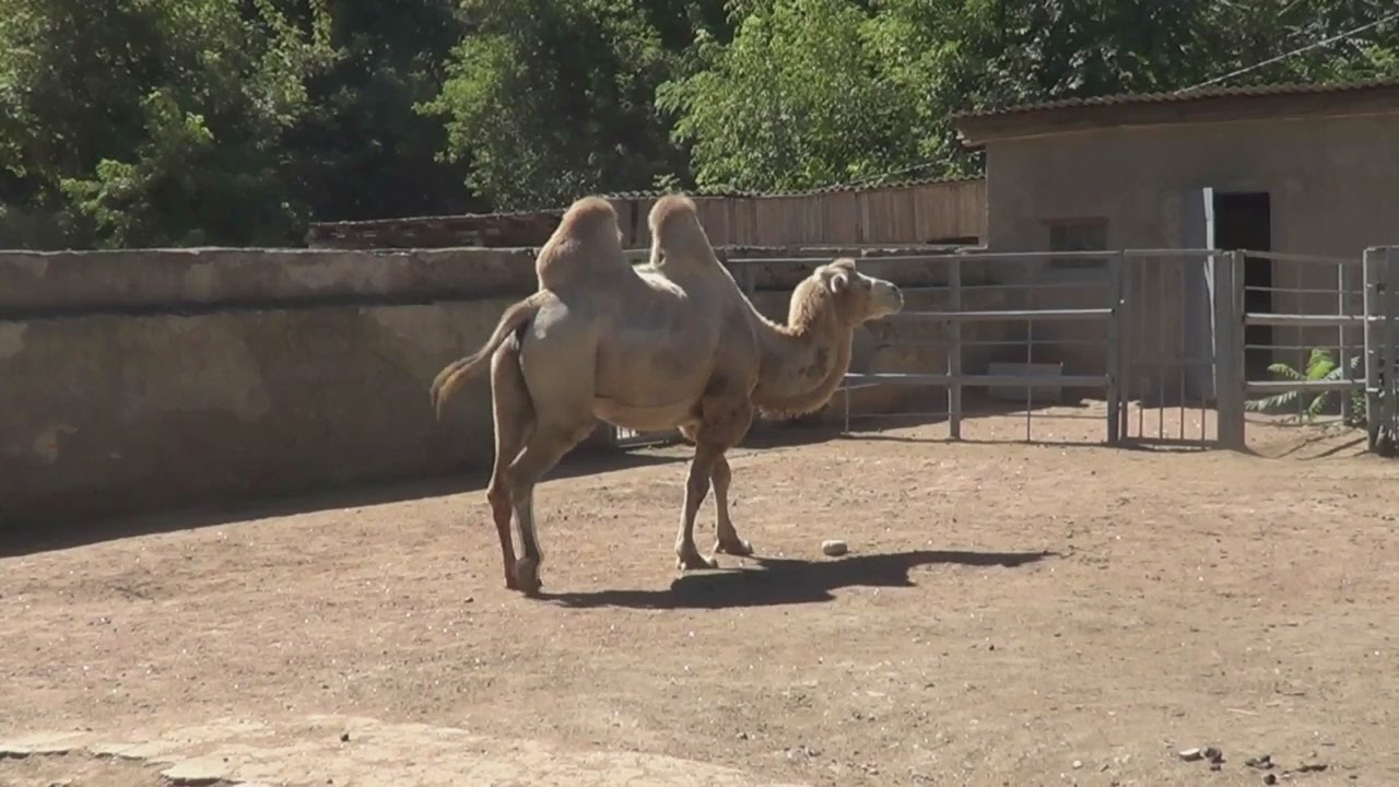 حديقة حيوان أوديسا حديقة حيوان أوديسا