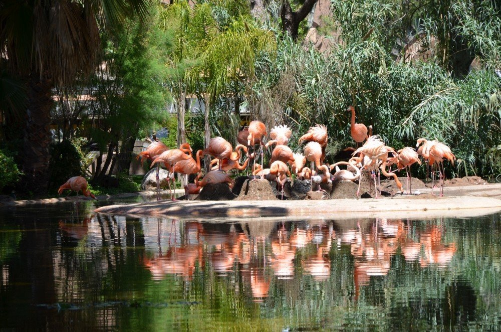 حديقة حيوان برشلونة حديقة حيوان برشلونة