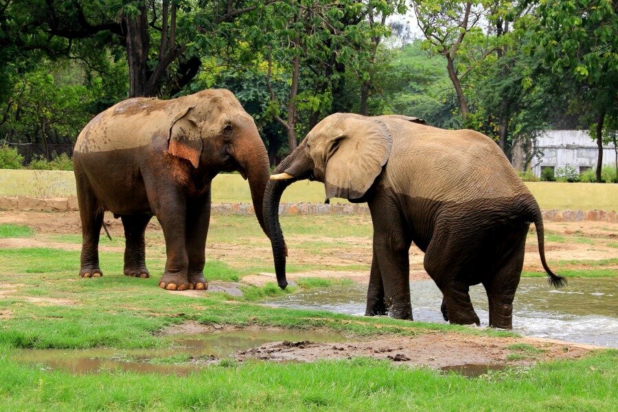 حديقة حيوان دلهي حديقة حيوان دلهي
