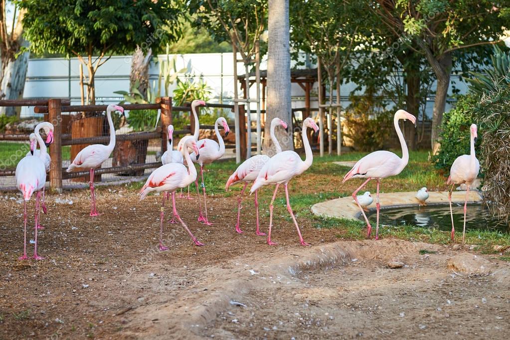 حديقة حيوان ليماسول limassol zoo حديقة حيوان ليماسول limassol zoo