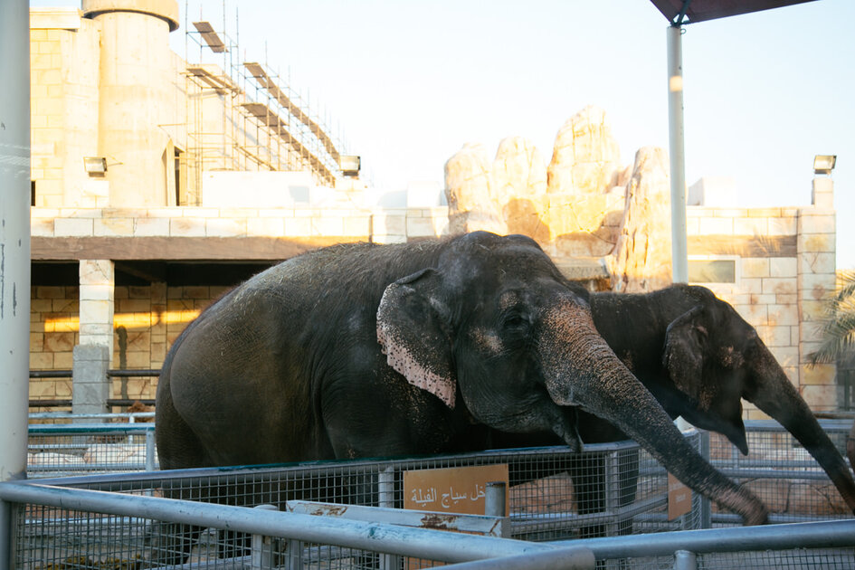 حديقة حيوانات أبو ظبي حديقة حيوانات أبو ظبي