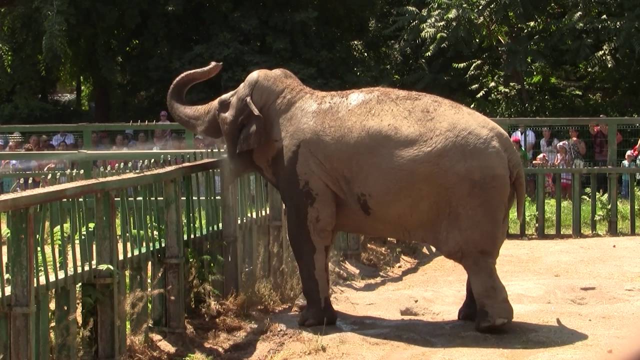 حديقة حيوانات أوديسا حديقة حيوانات أوديسا