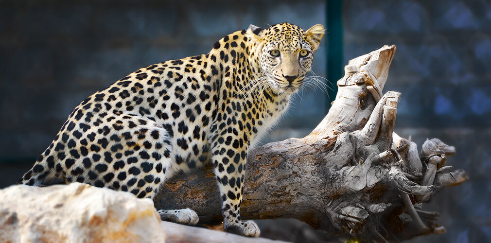 حديقة حيوانات الشارقة حديقة حيوانات الشارقة