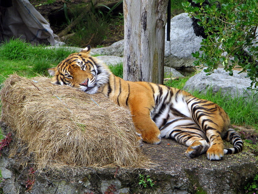 d8add8afd98ad982d8a9-d8add98ad988d8a7d986d8a7d8aa-d8a7d988d983d984d8a7d986d8af