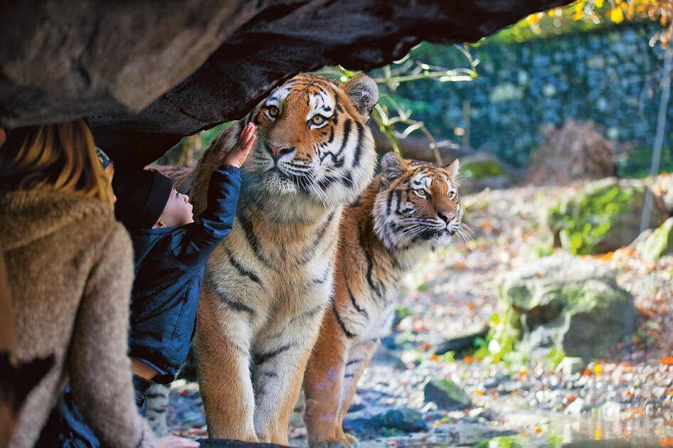 حديقة حيوانات زيورخ حديقة حيوانات زيورخ