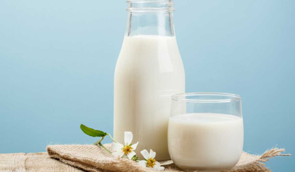 حليب-الجمال