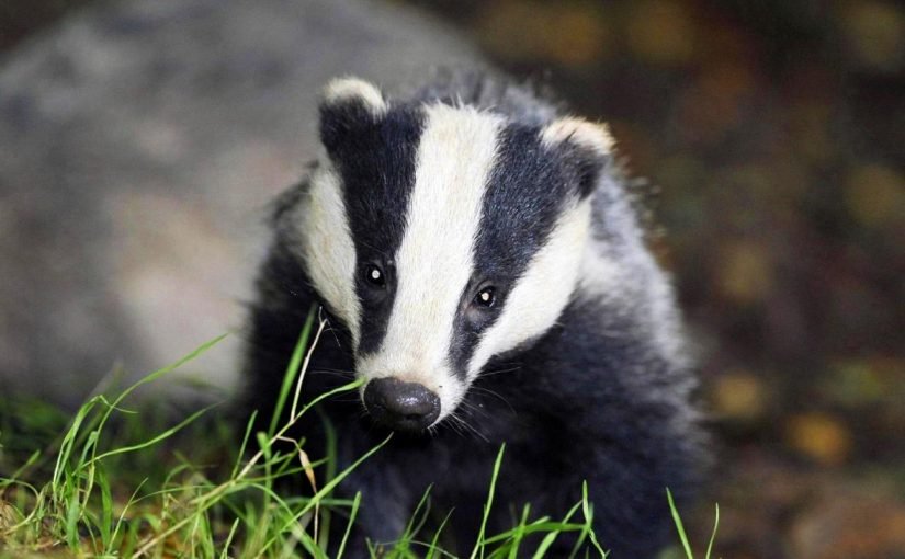 ماذا تعرف عن حيوان الغرير