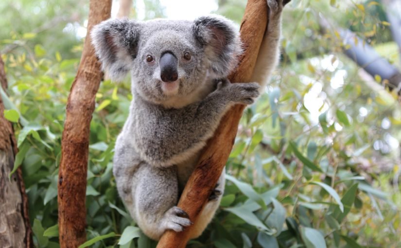 d8add98ad988d8a7d986-d8a7d984d983d988d8a7d984d8a7-825x510-2 حيوان الكوالا