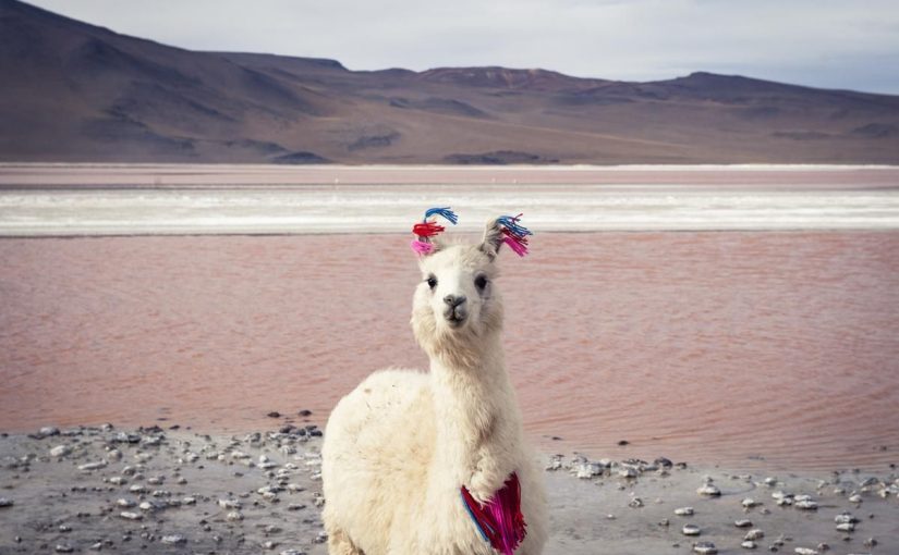 d8add98ad988d8a7d986-d8a7d984d984d8a7d985d8a7-825x510-2 حيوان اللاما وفوائده للإنسان