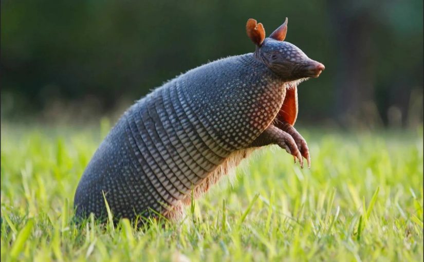 d8add98ad988d8a7d986-d8a7d984d985d8afd8b1d8b9-825x510-2 تقرير عن حيوان المدرع