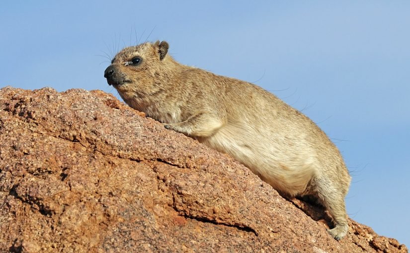 d8add98ad988d8a7d986-d8a7d984d988d8a8d8b1-825x510-2 حيوان الوبر