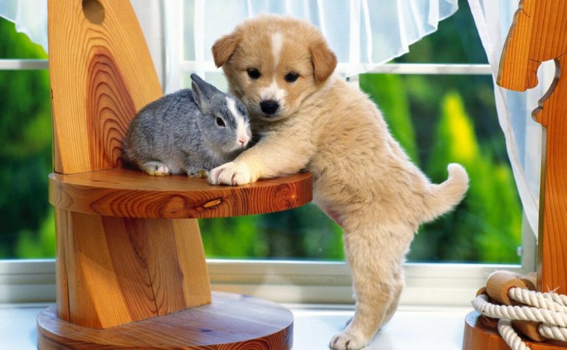 d8add98ad988d8a7d986-d8a7d984d98ad981-825x510-2 حيوان اليف