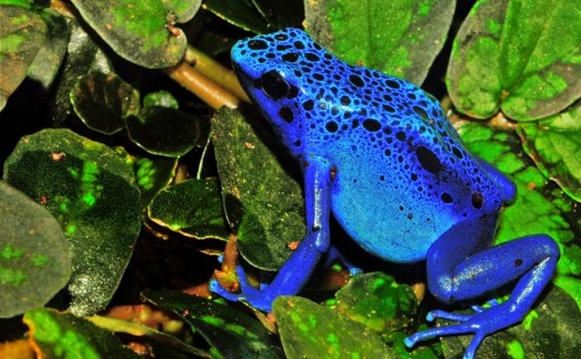 d8aed8b5d8a7d8a6d8b5-d8a7d984d8a8d8b1d985d8a7d8a6d98ad8a7d8aa-825x510-2 خصائص البرمائيات