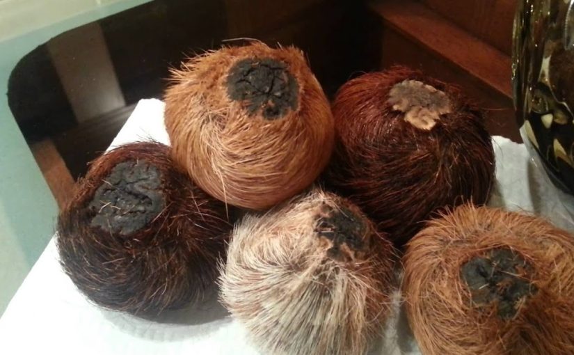 d8afd8b1d8a9-825x510-2 غزال المسك