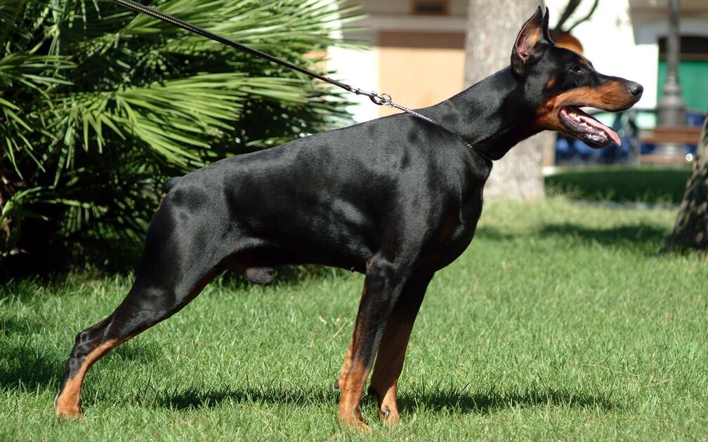 دوبرمان "Doberman"