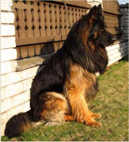 ذو الشعر الطويل Long hair dog  