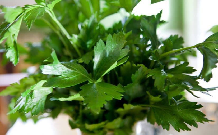 d8b1d8acd98ad985-d8a7d984d8a8d982d8afd988d986d8b3-d981d98a-d8a3d8b3d8a8d988d8b9-825x510-2 رجيم البقدونس في أسبوع