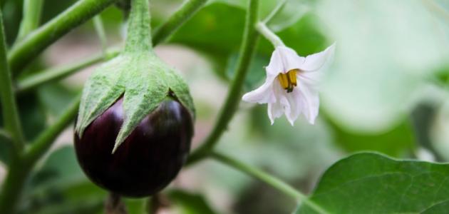 رجيم الباذنجان