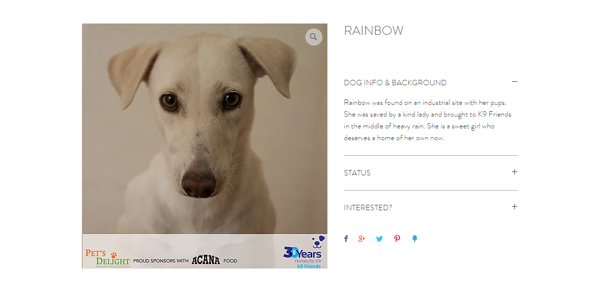 كلاب للتبني في دبي 2020 كلاب للتبني في دبي 2020