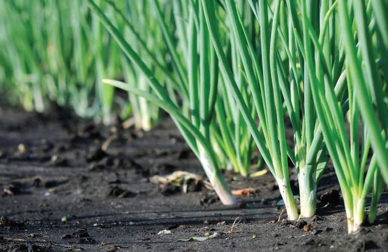 زراعة البصل