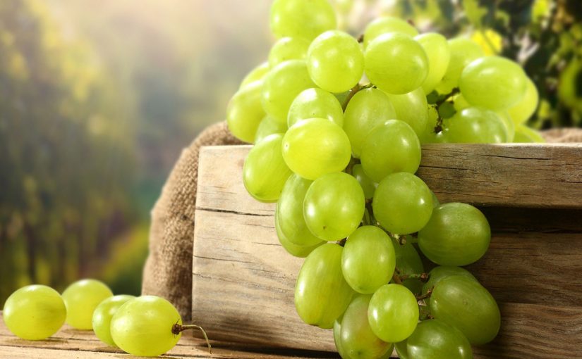 d8b2d8b1d8a7d8b9d8a9-d8a7d984d8b9d986d8a8-825x510-2 زراعة العنب