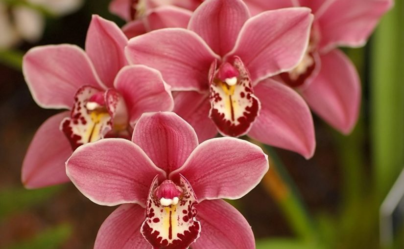 d8b2d987d8b1d8a9-d8a7d984d8a3d988d8b1d983d98ad8af-825x510-2 زهرة الأوركيد