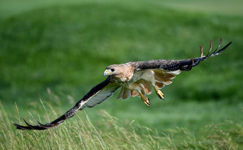 d8b3d8b1d8b9d8a9-d8a7d984d8b5d982d8b1-d981d98a-d8a7d984d8a7d986d982d8b6d8a7d8b6-825x510-2 سرعة الصقر في الانقضاض