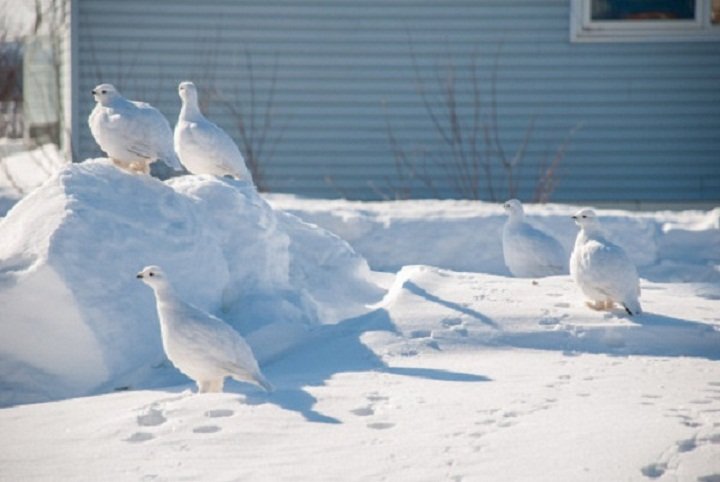 سمان البوب وايت سمان البوب وايت