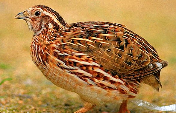 سمان فرعون سمان فرعون