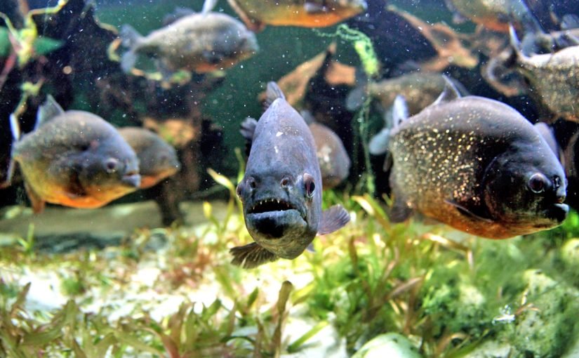 d8b3d985d983-d8a7d984d8a8d98ad8b1d8a7d986d8a7-825x510-2 سمك البيرانا