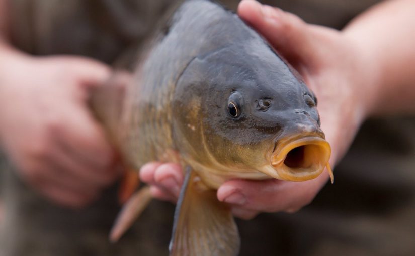 d8b3d985d983-d8a7d984d8b4d8a8d988d8b7-825x510-2 ما هي فوائد سمك الشبوط