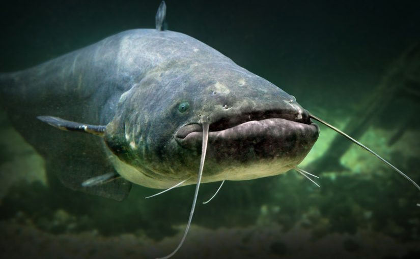 d8b3d985d983-d8a7d984d982d8b1d985d988d8b7-825x510-2 سمك القرموط