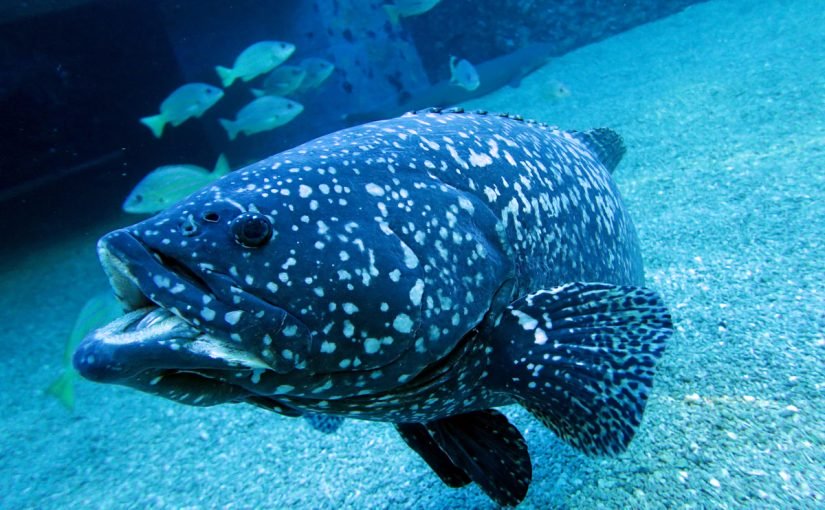 d8b3d985d983-d8a7d984d987d8a7d985d988d8b1-825x510-2 ما هي فوائد سمك الهامور