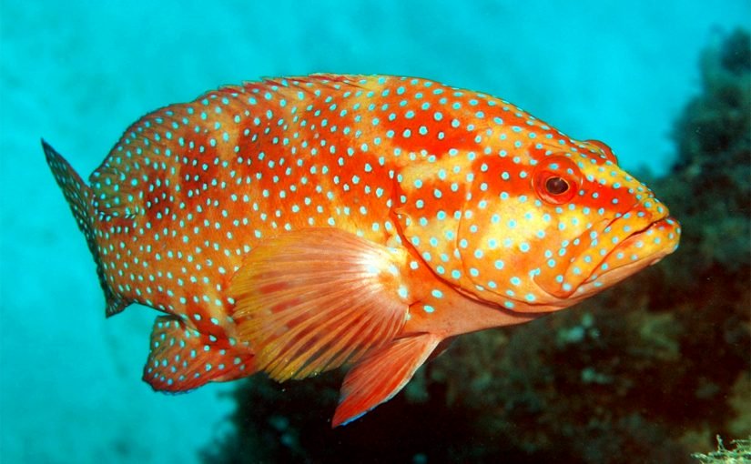 d8b3d985d983-d986d8a7d8acd984-825x510-2 مواصفات سمك الناجل