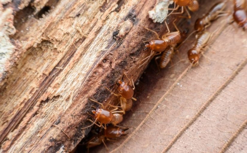 d8b3d988d8b3-d8a7d984d8aed8b4d8a8-825x510-2 كيفية علاج سوس الخشب في المنزل