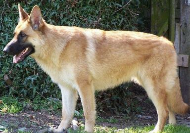 سيبل جيرمن شيبارد   Sable German Shepherd Dog 