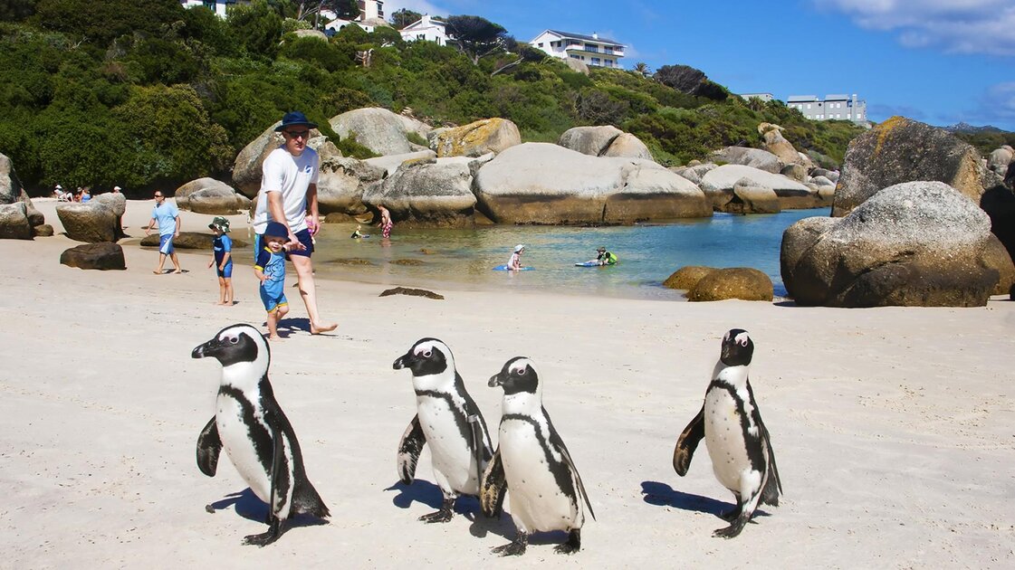 شاطيء بولدرز بجنوب افريقيا شاطيء بولدرز بجنوب افريقيا