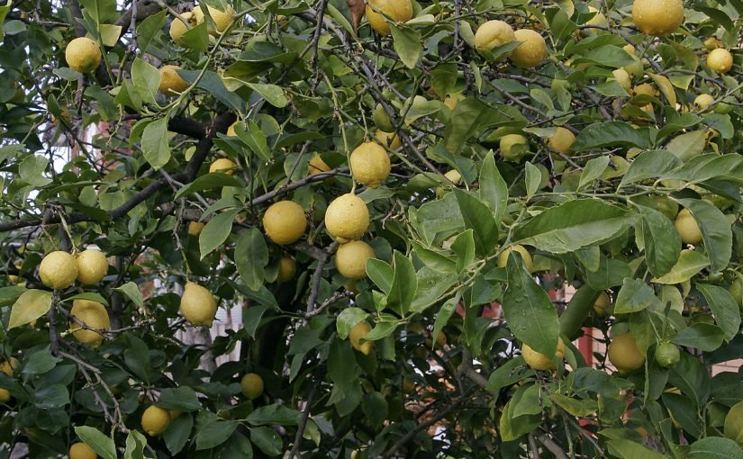 d8b4d8acd8b1d8a9-d8a7d984d984d98ad985d988d986-825x510-2 شجرة الليمون